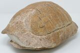 Inflated Fossil Tortoise (Stylemys) - South Dakota #197385-2